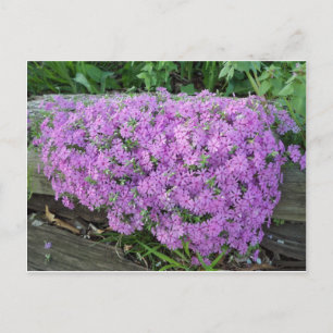 Carte Postale Masse Violette De Fleurs