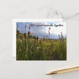 Carte Postale Massettes sauvages et prairie estivale