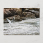 Carte postale Master Vent (Devant)