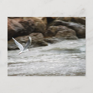 Carte postale Master Vent