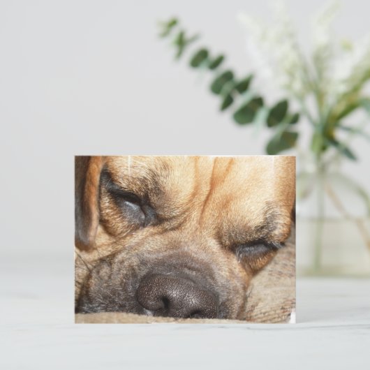 Carte postale Mastiff (Debout devant)