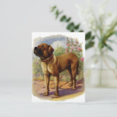 Carte Postale Mastiff (Debout devant)