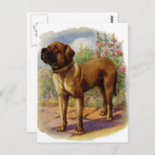 Carte Postale Mastiff (Devant / Derrière)
