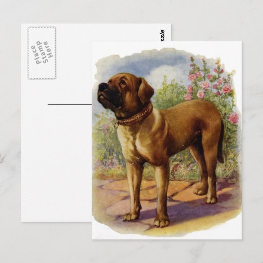 Carte Postale Mastiff (Devant / Derrière)