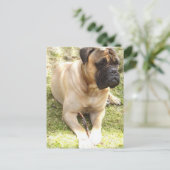Carte postale Mastiff (Debout devant)