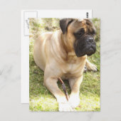 Carte postale Mastiff (Devant / Derrière)