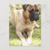 Carte postale Mastiff (Devant)