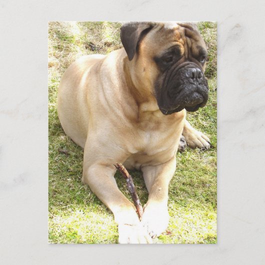 Carte postale Mastiff (Devant)