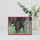 Carte postale Mastiff italienne Cane Corso (Debout devant)