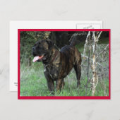 Carte postale Mastiff italienne Cane Corso (Devant / Derrière)