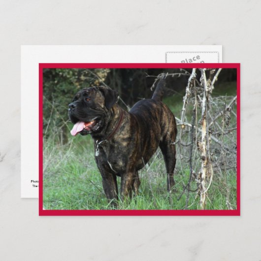 Carte postale Mastiff italienne Cane Corso (Devant / Derrière)