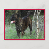 Carte postale Mastiff italienne Cane Corso (Devant)
