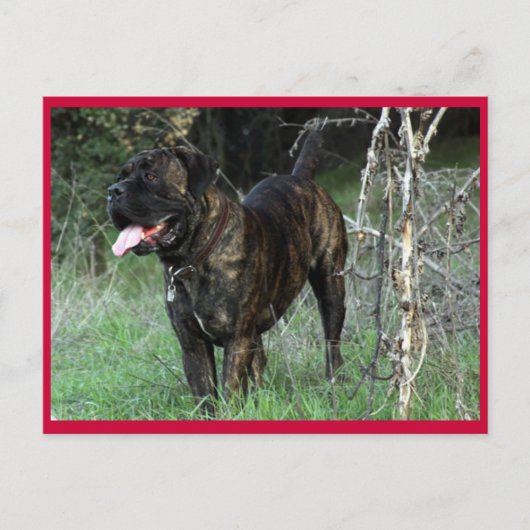 Carte postale Mastiff italienne Cane Corso (Devant)