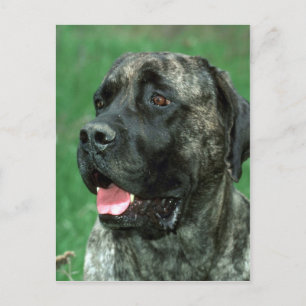Carte Postale Mastiff, le bijou de la couronne de Yarraville