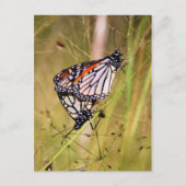 Carte postale Mat Monarch Butterflies (Devant)