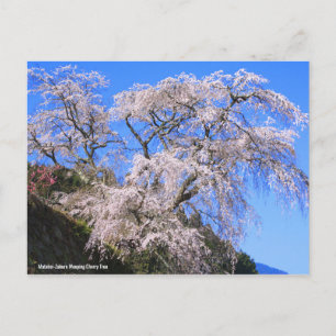 Carte Postale Matabei-Zakura - Arbre à cerise larvée [Carte post
