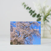 Carte Postale Matabei-Zakura: Weeping Cherry Tree (Debout devant)