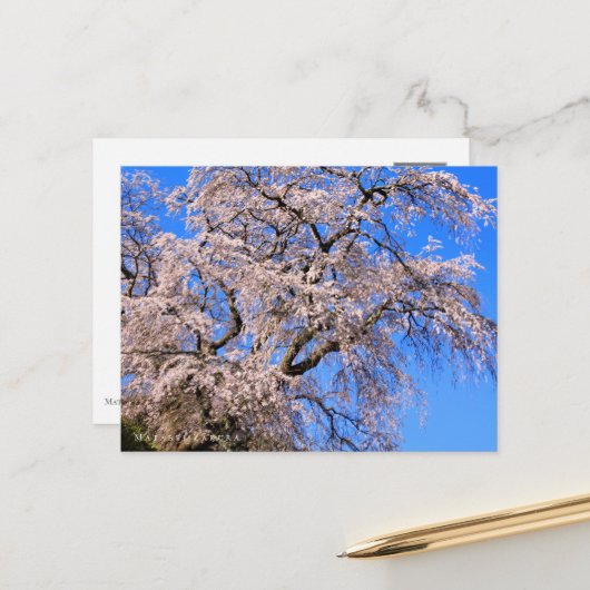 Carte Postale Matabei-Zakura: Weeping Cherry Tree (Devant/Arrière en situation)