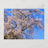 Carte Postale Matabei-Zakura: Weeping Cherry Tree (Devant)