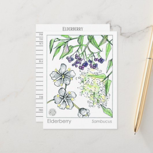 Carte Postale Materia Medica Elderberry Herbal Study Card (Devant/Arrière en situation)