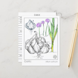 Carte Postale Materia Medica Garlic Plante Herbal Study Card