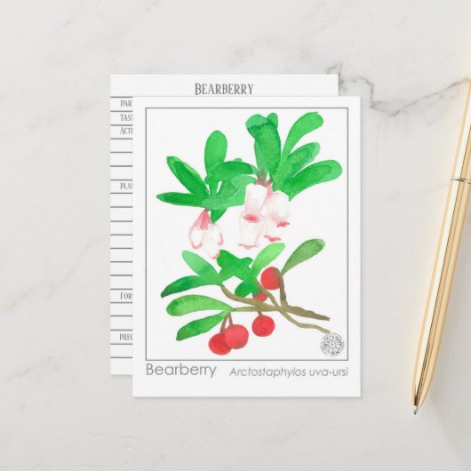 Carte Postale Materia Medica Herbal Study Card Bearberry (Devant/Arrière en situation)