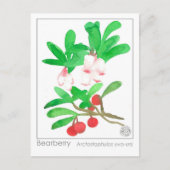 Carte Postale Materia Medica Herbal Study Card Bearberry (Devant)