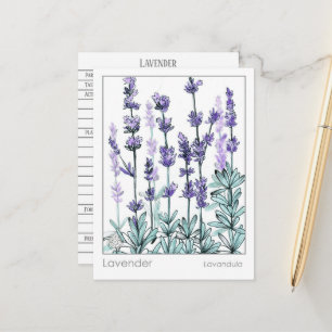 Carte Postale Materia Medica Lavender Flowers Herbal Study Card