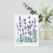 Carte Postale Materia Medica Lavender Flowers Herbal Study Card (Debout devant)