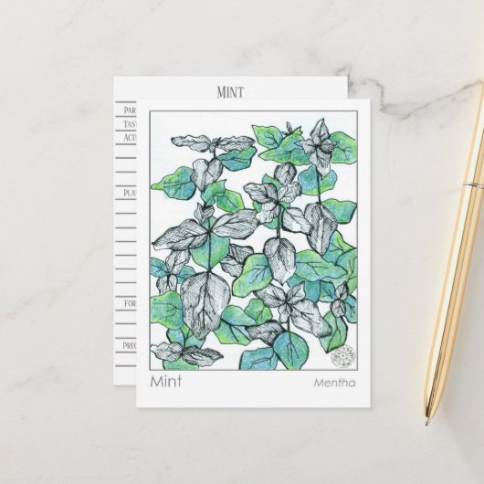 Carte Postale Materia Medica Mint Tea Plante Herbal Study Card (Devant/Arrière en situation)