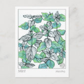Carte Postale Materia Medica Mint Tea Plante Herbal Study Card (Devant)