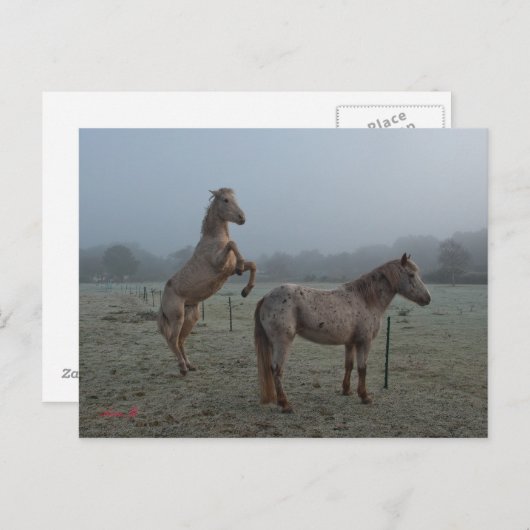 Carte Postale Matin agité (Devant / Derrière)