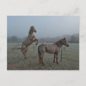 Carte Postale Matin agité (Devant)