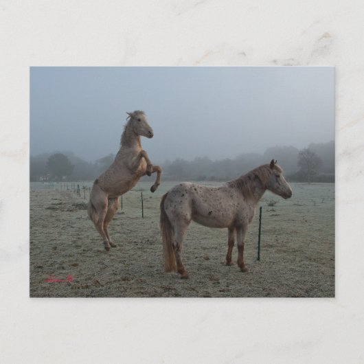 Carte Postale Matin agité (Devant)