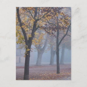 Carte Postale Matin brumeux dans le parc de la cathédrale