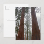 Carte Postale Matin brumeux & neige de printemps sous la séquoia (Devant / Derrière)