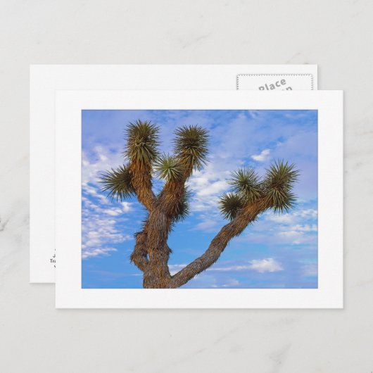 Carte Postale " Matin de mousson " (Devant / Derrière)