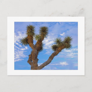 Carte Postale " Matin de mousson "