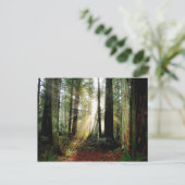 Carte Postale Matin de Redwood (Debout devant)