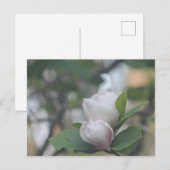 Carte Postale Matin Magnolia (Devant / Derrière)