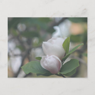 Carte Postale Matin Magnolia