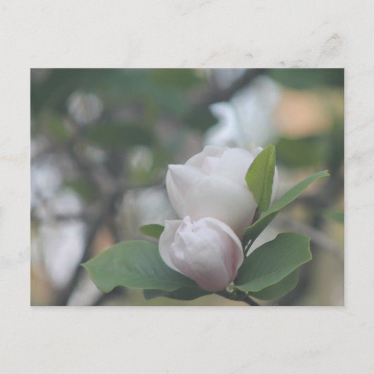 Carte Postale Matin Magnolia (Devant)