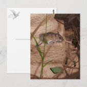 Carte Postale Matin Mlle Mouse.. (Devant / Derrière)