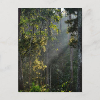 Carte Postale Matinée paisible Soleil Rayon de soleil Forêt