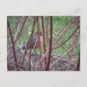 Carte Postale Matthieu 6:19-20 Robin Postcard (Devant)