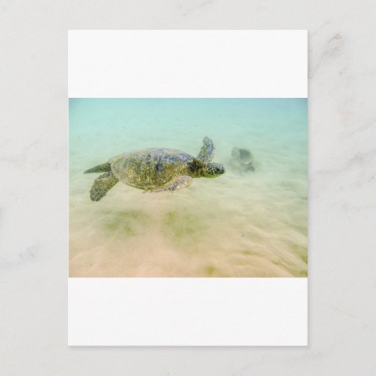 Carte Postale Maui Hi Beach Turtle 2014 (Devant)
