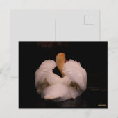 Carte postale Maui Swan (Devant / Derrière)
