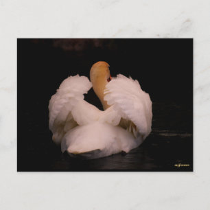 Carte postale Maui Swan