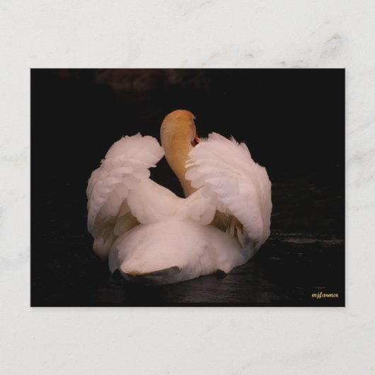 Carte postale Maui Swan (Devant)