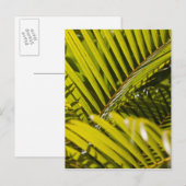 Carte Postale Maurice, Centre Maurice, Moka, palme (Devant / Derrière)